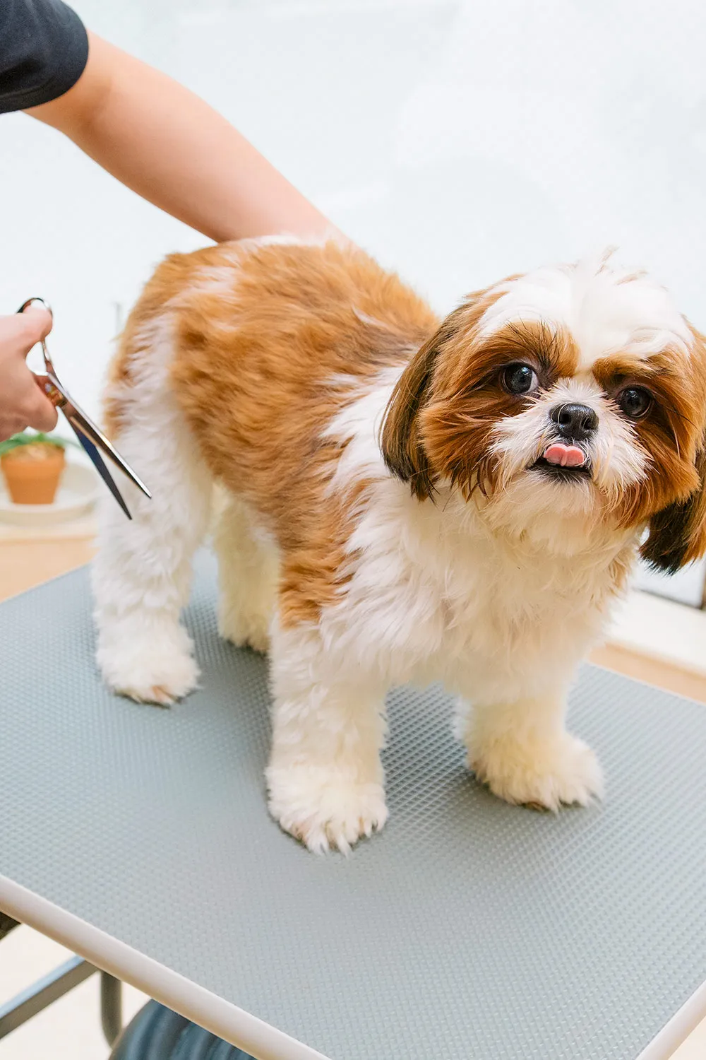 ドッグサロンWITH（ウィズ）新宿店トリミングの写真