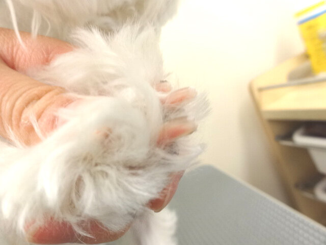 トリミングの主な手順 01 爪切り