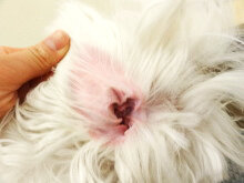 トリミングの主な手順 02 耳そうじ