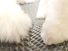 トリミングの主な手順 06 足回りのカット