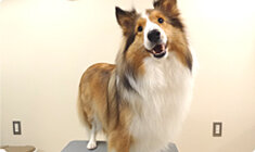 炭酸泉温浴のメリット 04 美しい毛ヅヤ